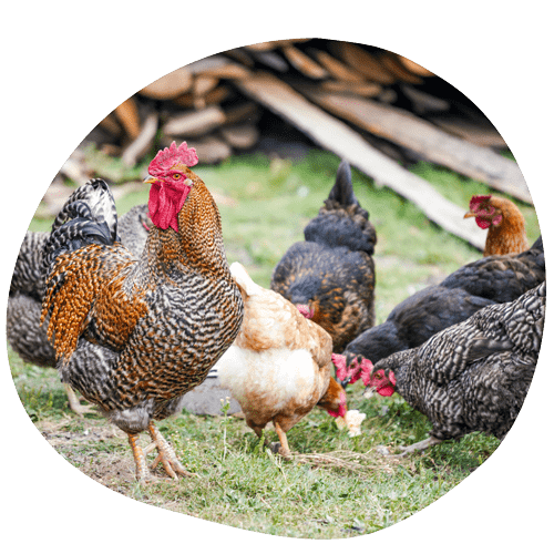 mangimi per animali da cortile