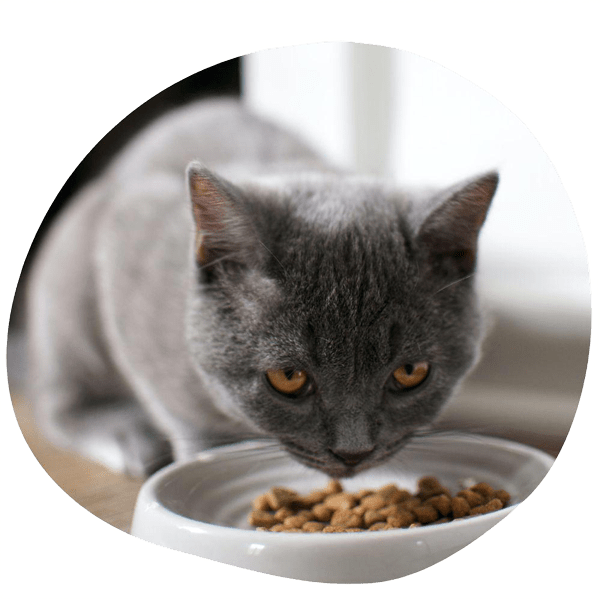 alimenti per gatti
