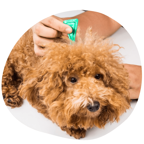 antiparassitari per cani