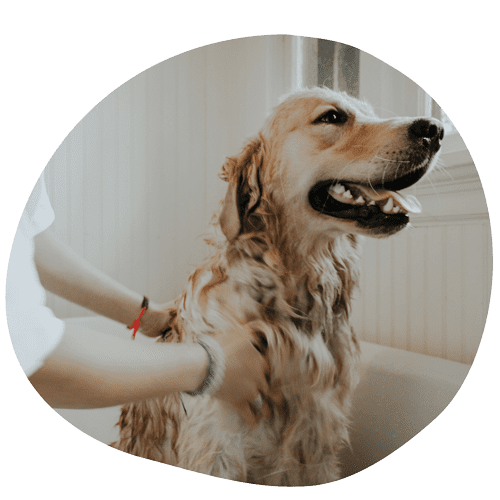 cura e bellezza degli animali