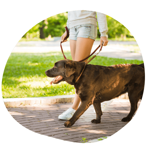 guinzagli per cani
