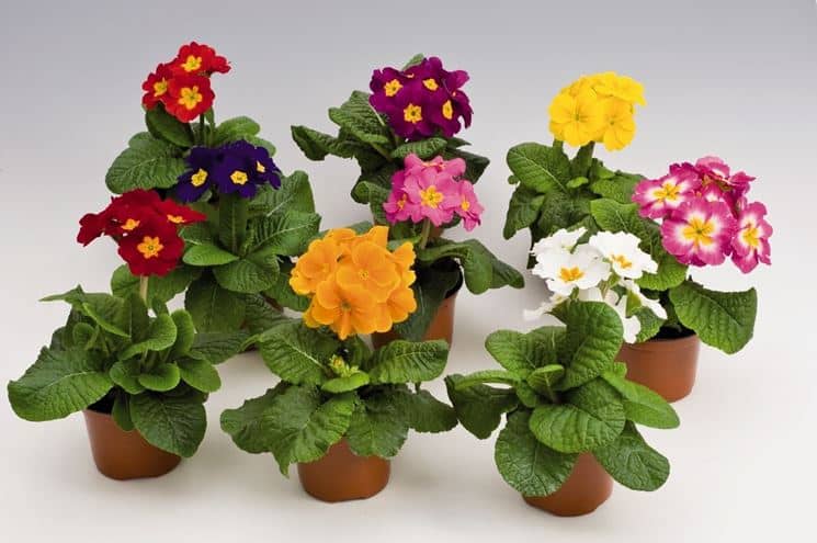 piantine fiori in vaso